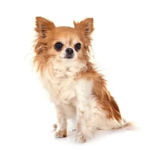 Chihuahua for sale | Chihuahua price in UAE