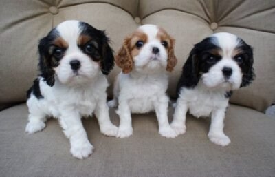 Cavalier King Charles Spaniel for sale | Cavalier King Charles Spaniel puppy