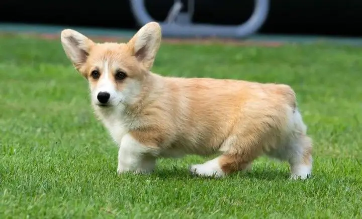 Corgi dog | Corgi puppy | Corgi for sale | Corgi dog price | Corgi dubai