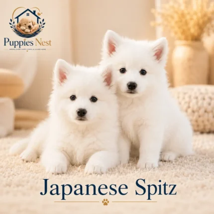 Japanese Spitz puppy for sale in UAE