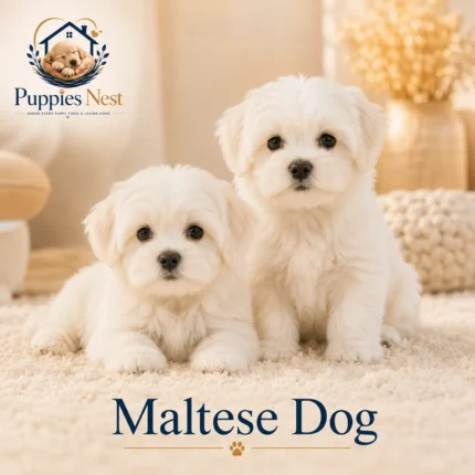 Maltese Puppy for Sale in UAE