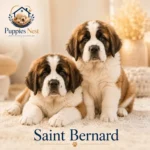 Saint Bernard puppy for sale in UAE