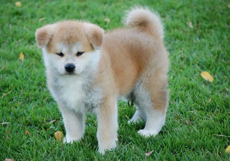 akita puppy | akita puppies for sale | akita for sale
