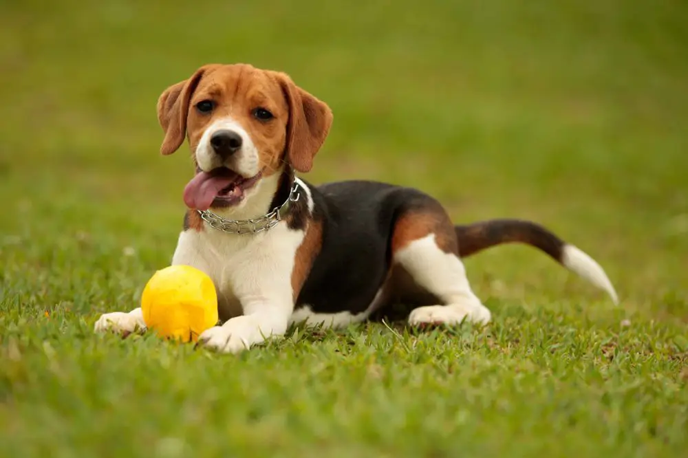 beagle puppy | beagle dog | beagle dog price | beagle price | beagle price in UAE