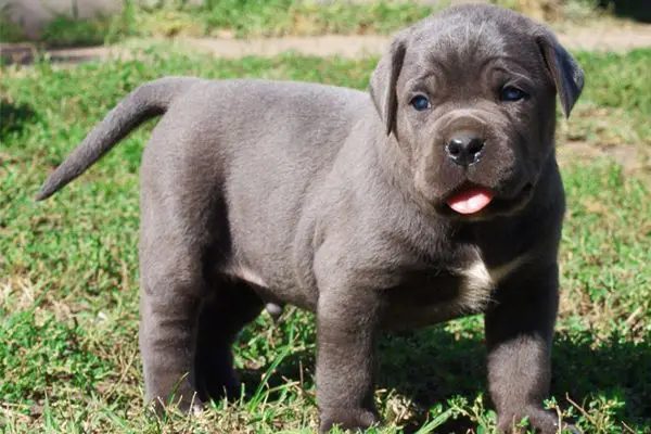 cane corso Dubai | cane corso puppy | cane corso for sale | cane corso dog