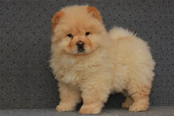 Chow Chow puppy | Chow Chow price | Chow Chow for sale Dubai