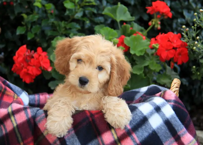 Cockapoo dog | Cockapoo puppy | Cockapoo puppy Dubai | Cockapoo puppy in Dubai