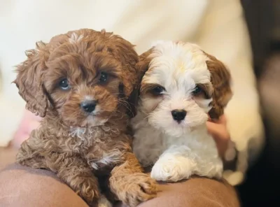 Cavapoo puppy in Dubai | Cavapoo for sale