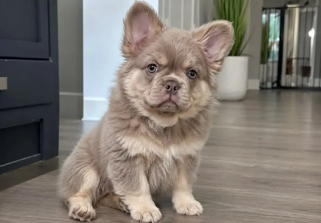 fluffy french bulldog | fluffy french bulldog Dubai
