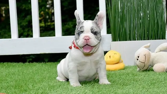 french bulldog Dubai | french bulldog for sale | french bulldog puppy | french bulldog for sale Dubai | french bulldog in dubai