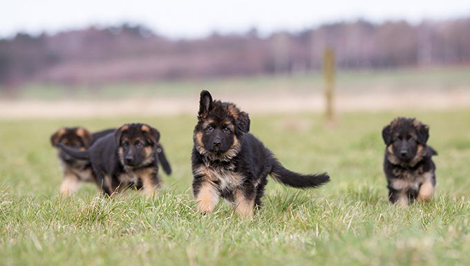 german shepherd puppy | german shepherd puppy | german shepherd puppy price | german shepherd price in UAE
