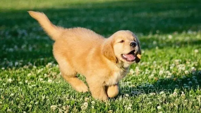 labrador retriever puppy | labrador retriever dog | puppy labrador retriever