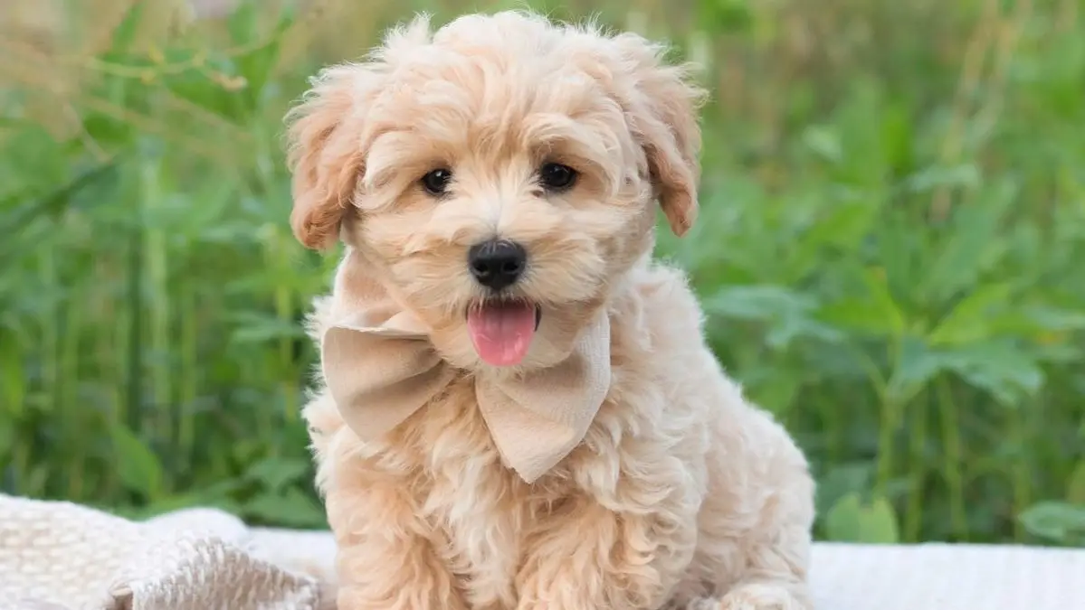 maltipoo puppy | maltipoo for sale | maltipoo dog