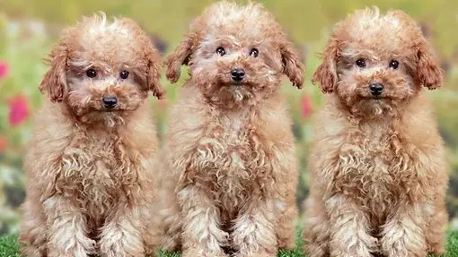 miniature poodle | poodle puppy | poodle dog price | poodle dog | poodle dog للبيع