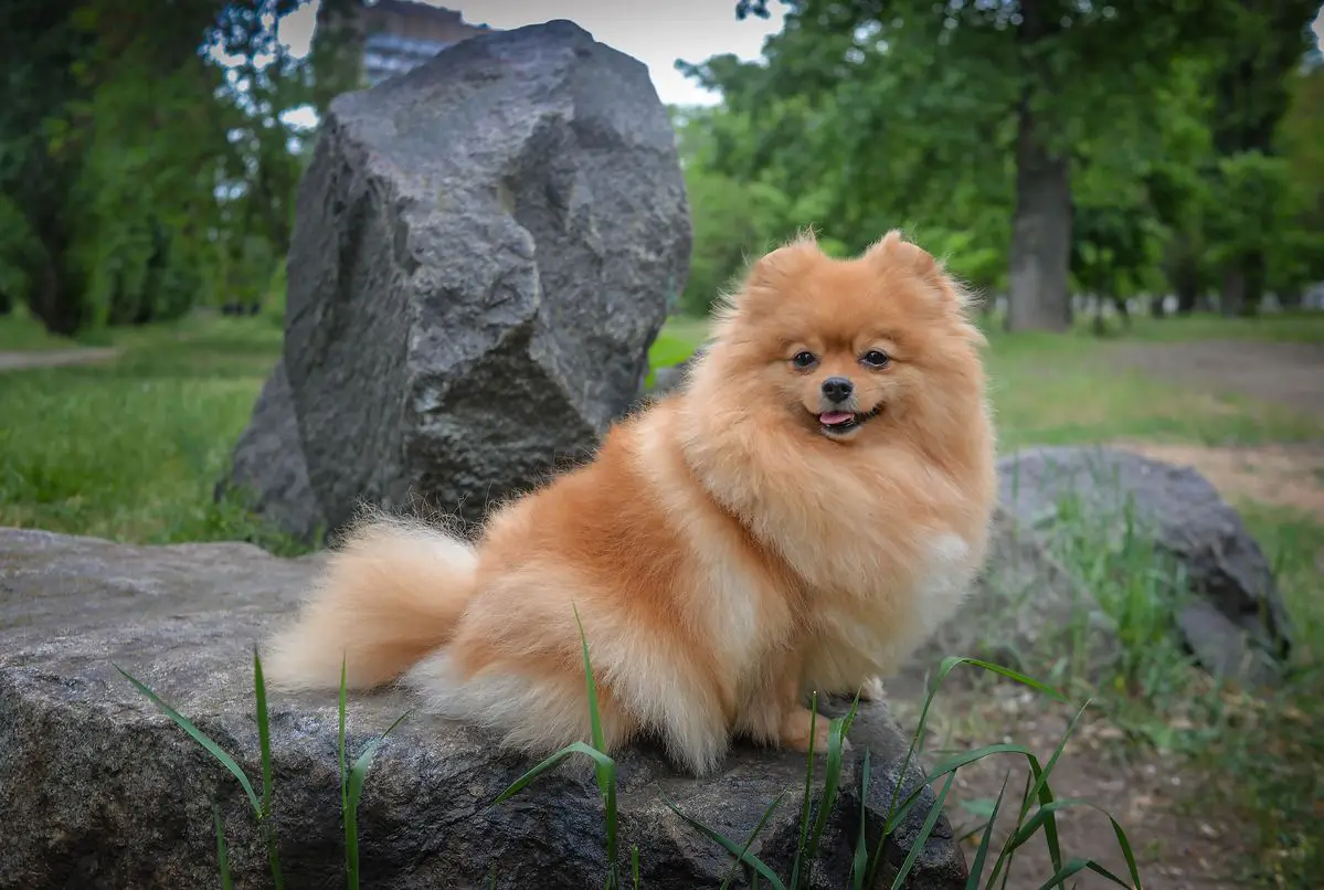 pomeranian puppy | pomeranian teacup | teacup pomeranian | pomeranian للبيع