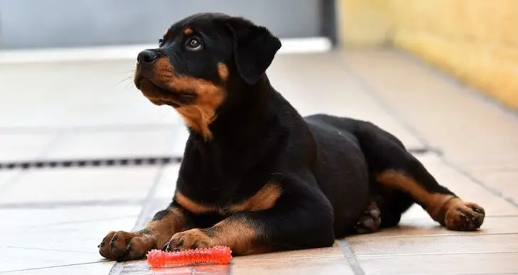 rottweiler dog | rottweiler puppy | rottweiler price | rottweiler dog price