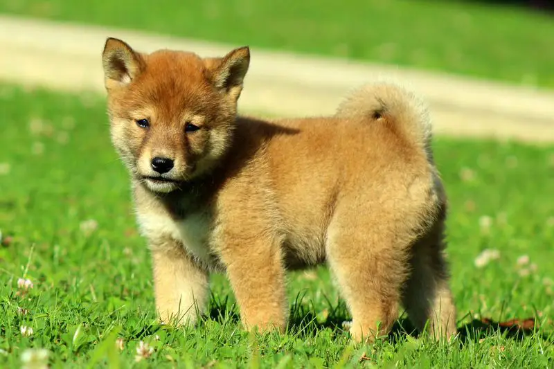shiba inu price | shiba inu dog | baby shiba inu puppy | buy shiba inu puppy