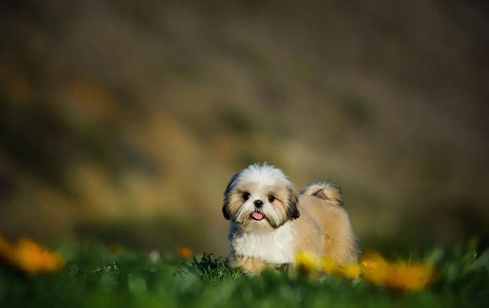 shih tzu dog | shih tzu puppy | shih tzu dog price