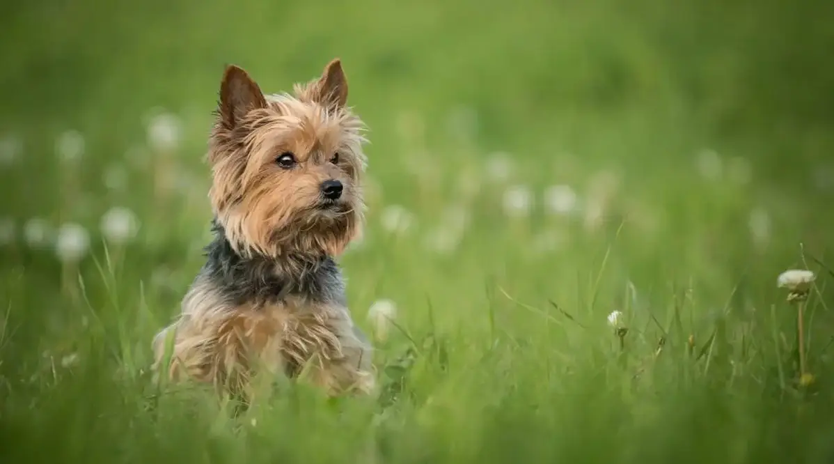 yorkshire terrier puppy for sale | buy a yorkshire terrier puppy | yorkshire terrier puppy sale