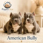 American bolly