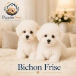 Bichon Frise