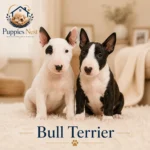 Bull Terrier