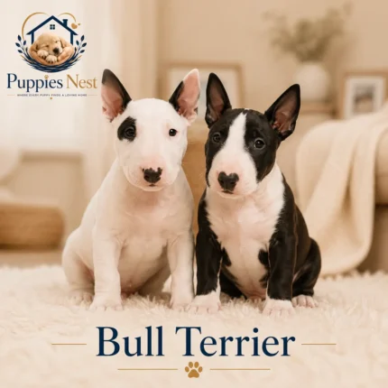 Bull Terrier