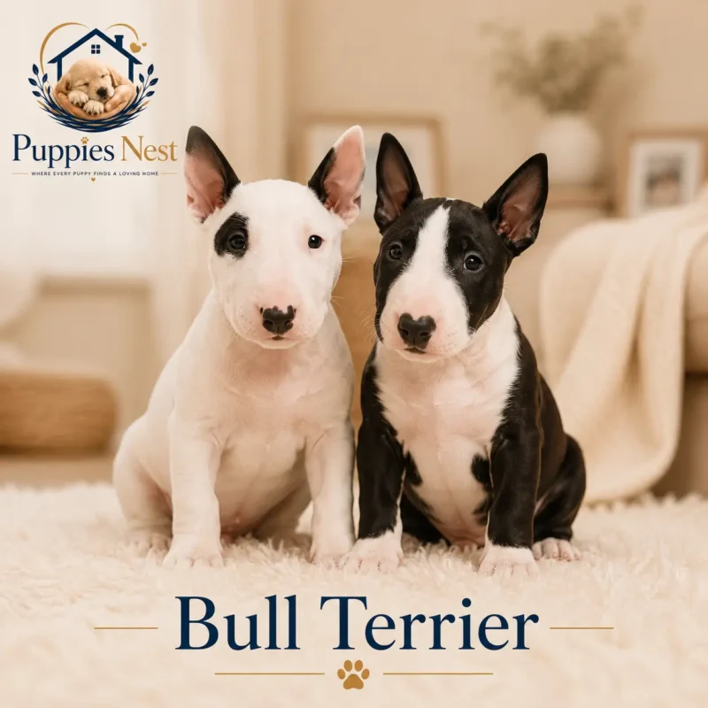 Bull Terrier