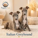 Italian greyhound Puppy for Sale in UAE
