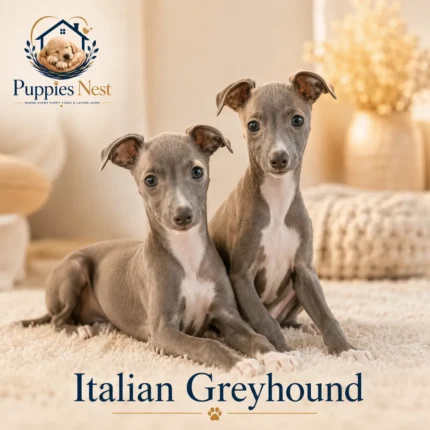 Italian greyhound Puppy for Sale in UAE
