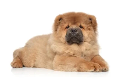 Chow Chow dog price | Chow Chow price in UAE