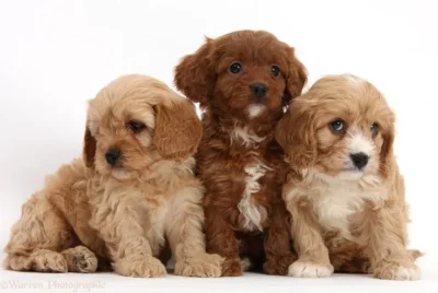 Cavapoo breed | Cavapoo Dubai | Cavapoo puppies