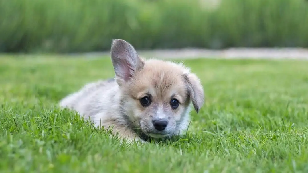 Corgi dog | Corgi puppy | Corgi for sale | Corgi dog price | Corgi dubai
