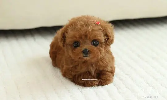 Teacup Poodle | Tea cup Poodle