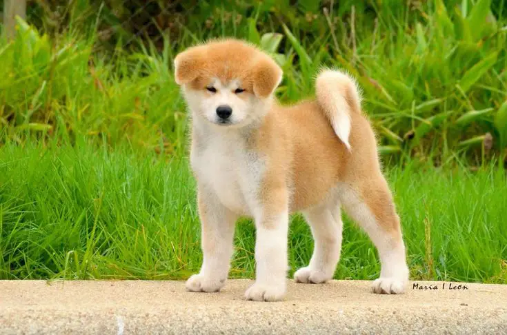 akita dog | akita | akita dog price | akita dog cute | akita dog breed