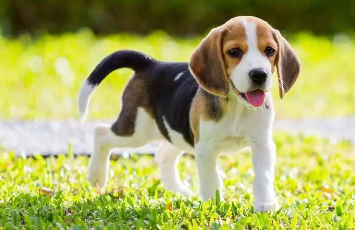 beagle | beagle dog breed | beagle puppies | beagle puppies for sale