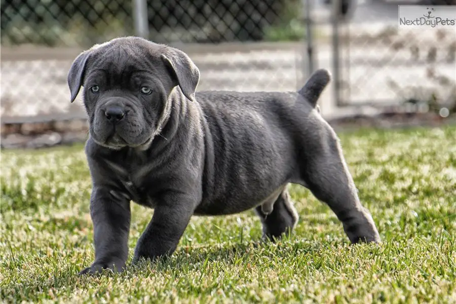 cane corso price | cane corso puppies | cane corso UAE