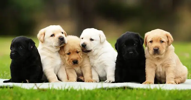 cheap puppies for sale in Dubai