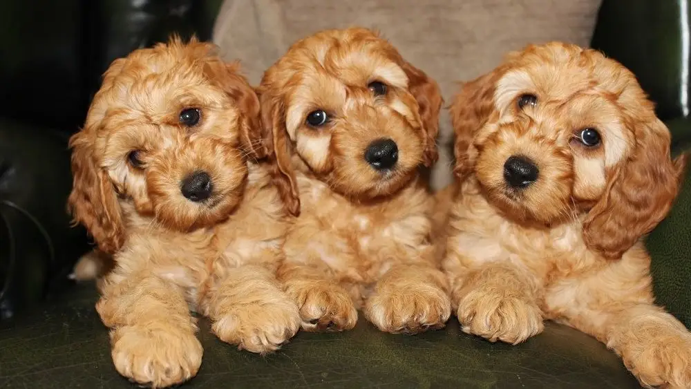 Cockapoo | Cockapoo puppies | Cockapoo Dubai | Cockapoo for sale