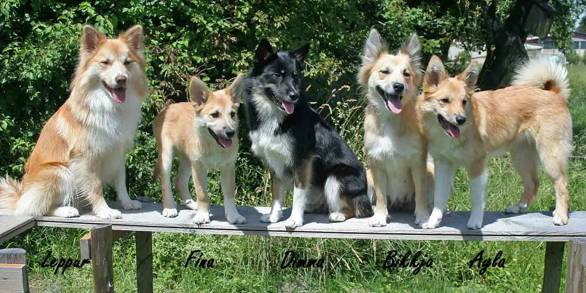 cute dogs for sale