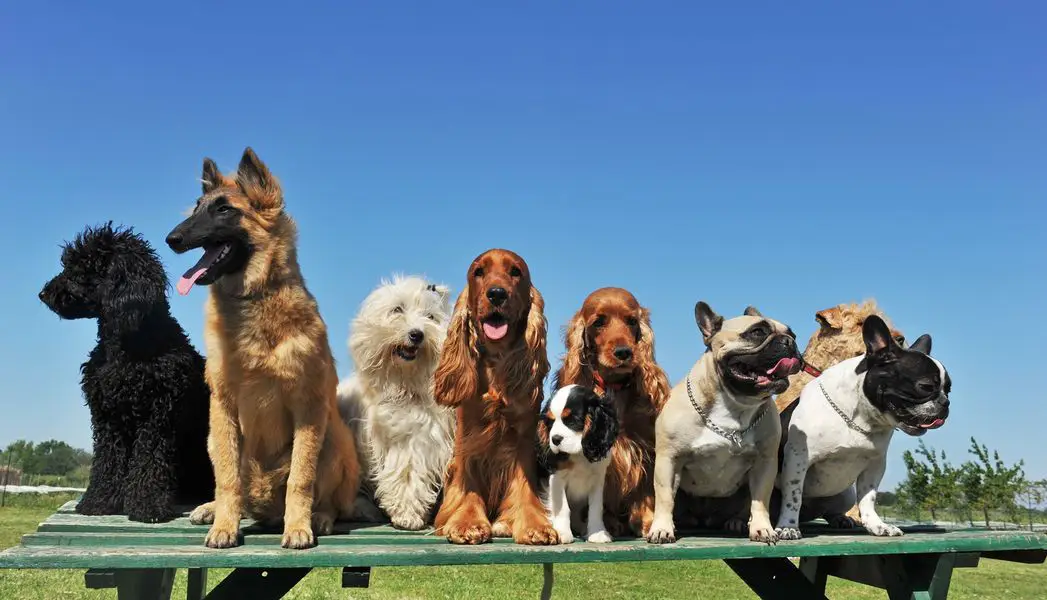 dog store Dubai