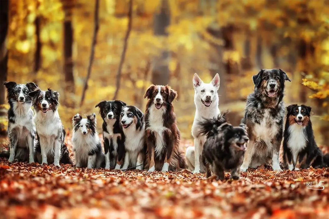 dog store | dog store online