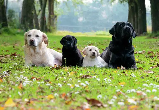 dogs for sale Dubai | Dubai dogs for sale | dogs for sale in Dubai