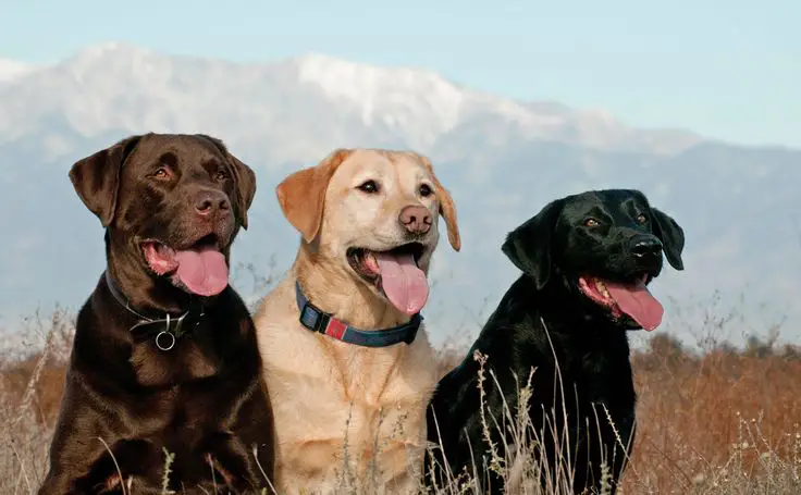dogs for sale in UAE | dogs for sale in UAE price | dogs price in UAE
