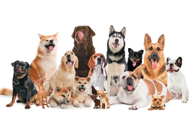 dogs for sale | buy dogs UAE