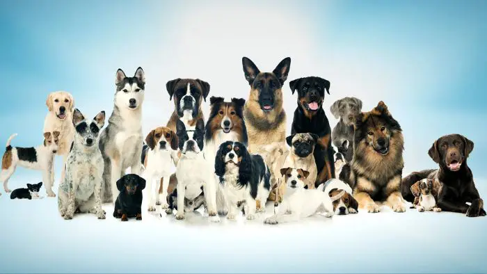 dogs store online