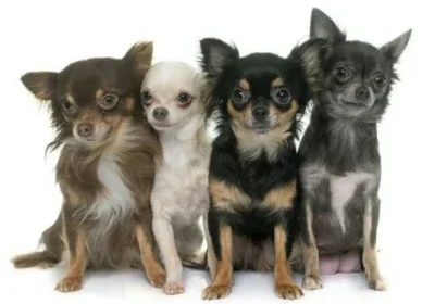 Chihuahua puppies for sale | Chihuahua dog