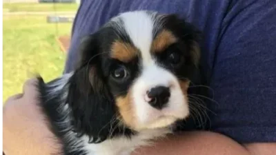 Cavalier King Charles Spaniel Dubai | Cavalier King Charles dogs for sale