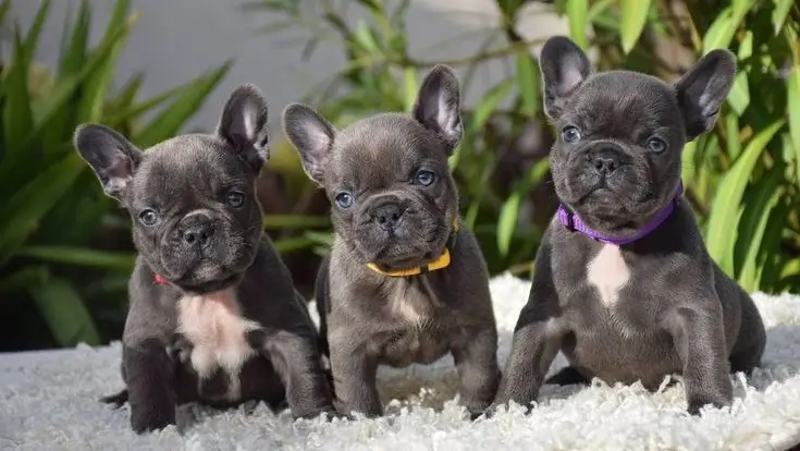 french bulldog | french bulldog price | french bulldog puppies | french bulldog dog breed | french bulldog uae