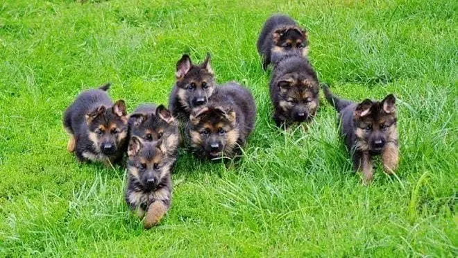 german shepherd | german shepherd puppies | black german shepherd | white german shepherd | german shepherd black